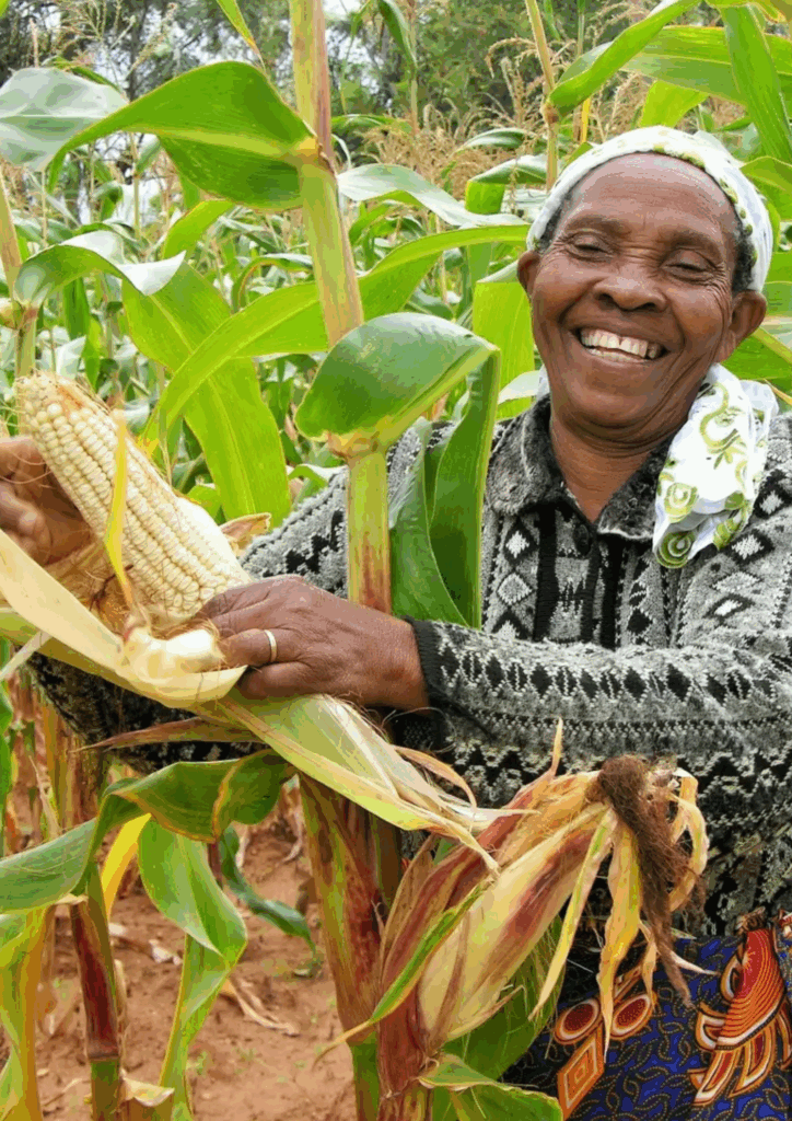 A smiling Ugandan woman proudly holds a freshly harvested cob of corn (maize) in a lush green field, reflecting the joy and success of commercial farming practices.
